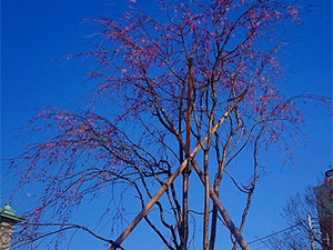 天神中央公園植樹の藤右衛門さくら