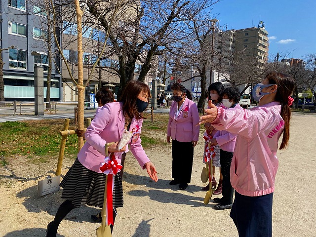 冷泉公園桜植樹