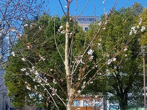 桜の植樹開花情報